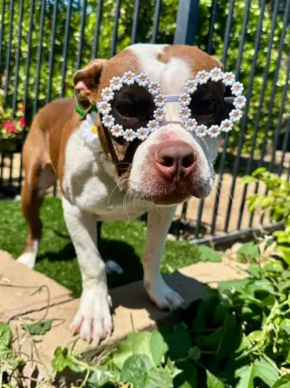 Daisy