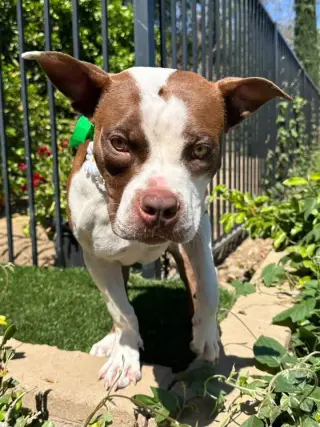 Daisy