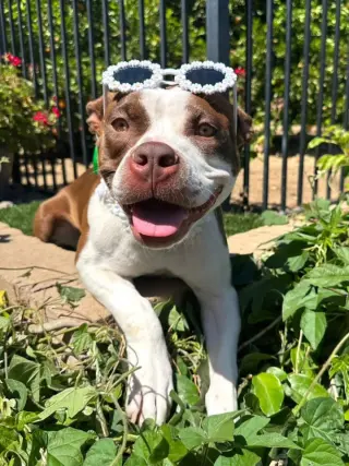 Daisy