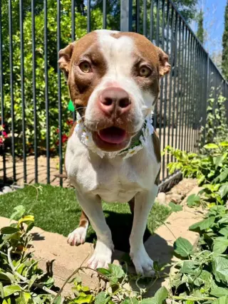Daisy
