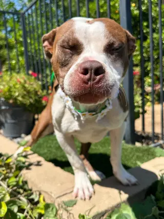 Daisy