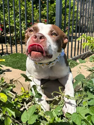 Daisy