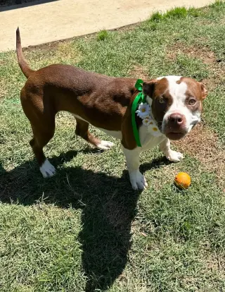 Daisy