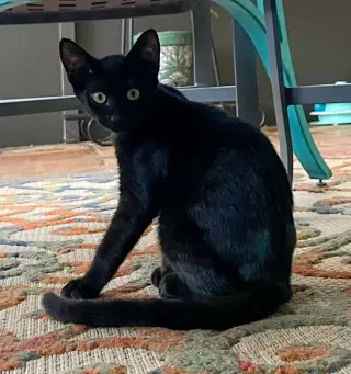 Gnocchi