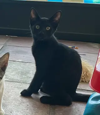 Gnocchi