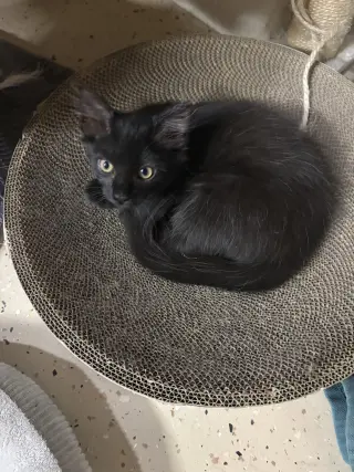 Logan