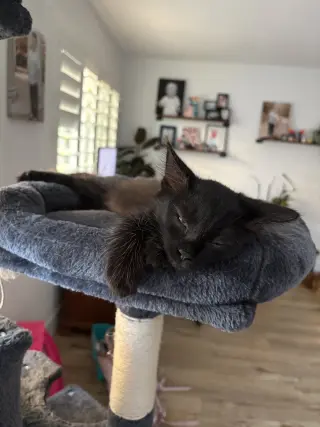 Logan