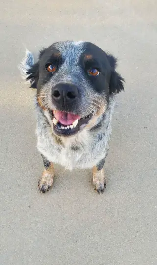 Gypsy