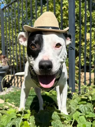 Milo