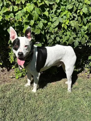 Milo