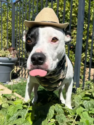 Milo