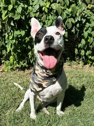 Milo