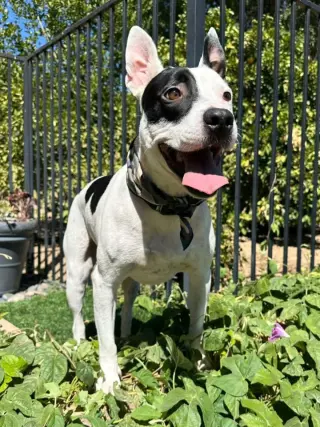 Milo