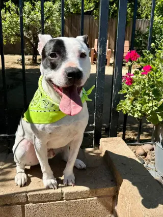 Milo