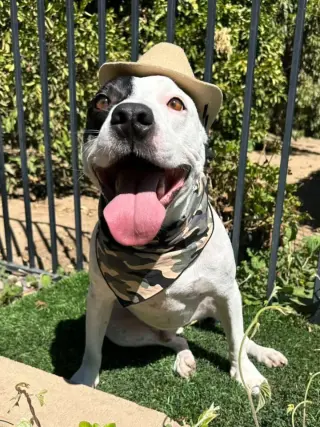Milo