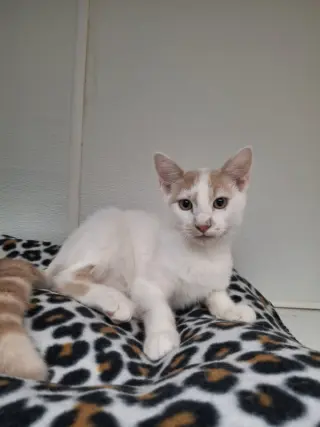Popcorn