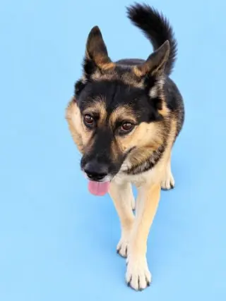 PANCHITO