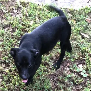 Barney