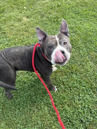 Maximus