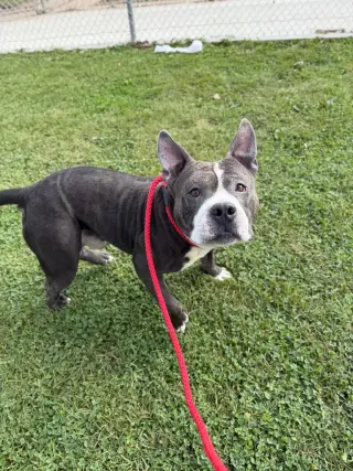 Maximus