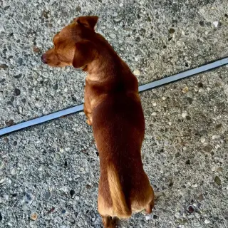 Milo