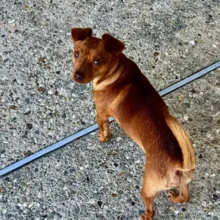 Milo
