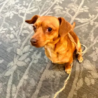 Milo