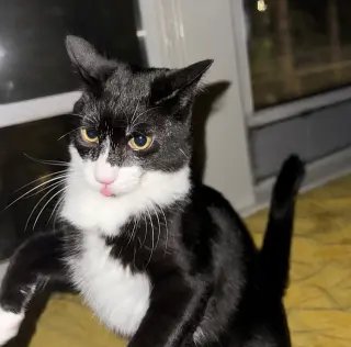 SALT #2023 - Offered by Owner - No cats / Dogs OK