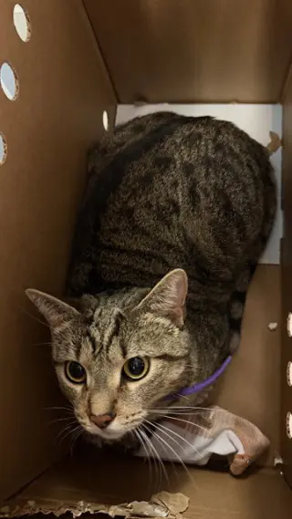 PENELOPE