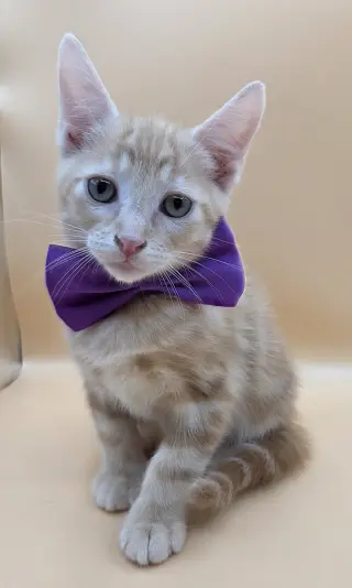 Rascal
