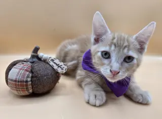 Rascal