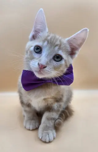 Rascal