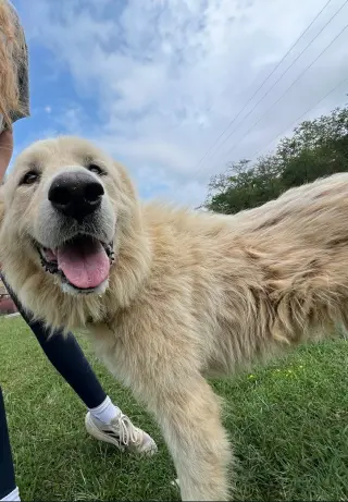 Pat- Not at shelter (Tiffany)