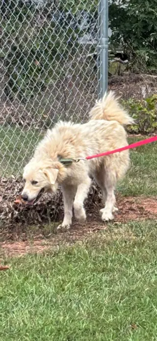 Pat- Not at shelter (Tiffany)