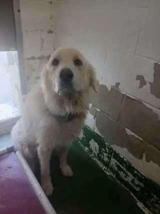 Pat- Not at shelter (Tiffany)