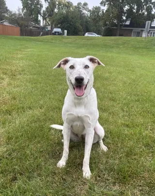 Blinky