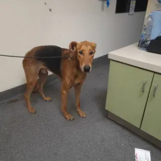 MOJAVE