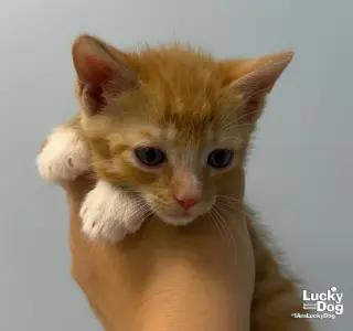 Sir