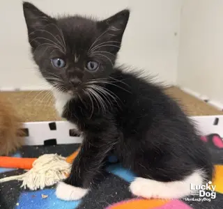 Stewie