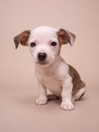 Discount: Ross