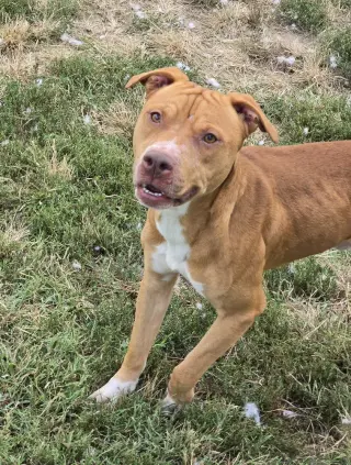 Kiba