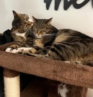 Costello bonded with Abbott