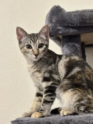 Bobbi