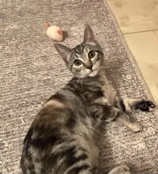 Bobbi