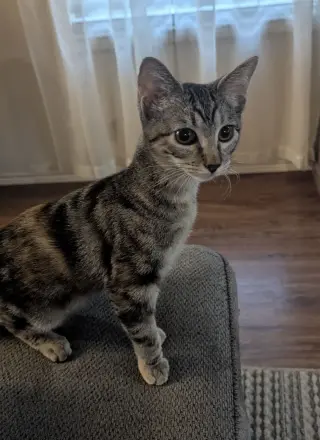 Bobbi