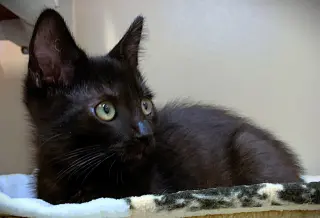 Kitten Atlas