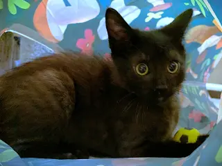 Kitten Atlas