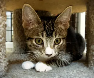 Kitten Artemis