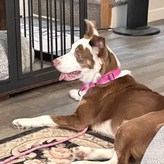 PENELOPE
