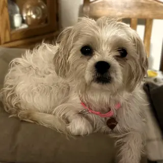Amaya